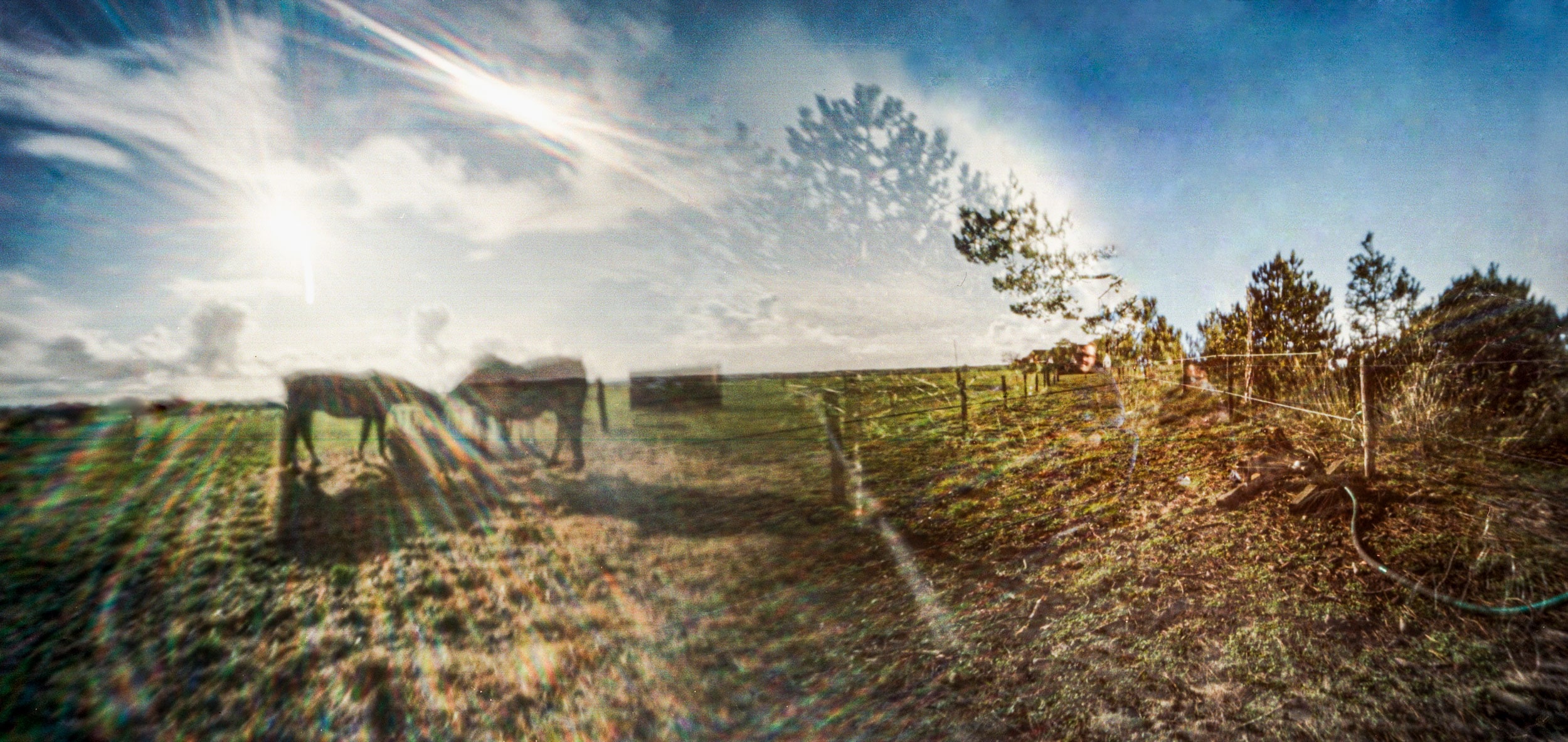 Lochkamera-Bild: Pferde auf einer Weide im Gegenlicht